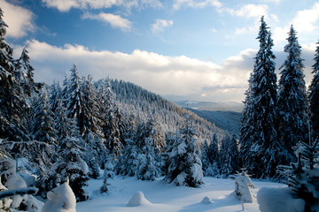 Fototapeta na wymiar winter forest