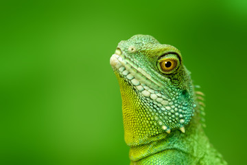 Fototapeta premium Green lizard on blurred gren background