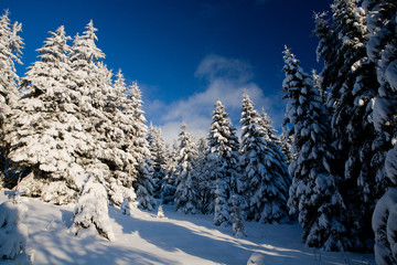 winter forest