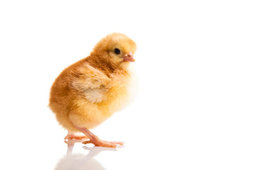Little chicken animal isolated on white