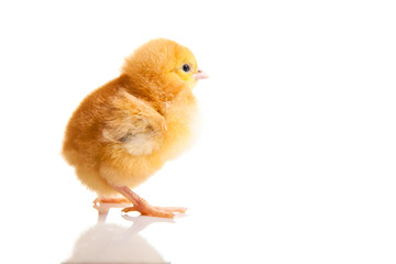 Little chicken animal isolated on white