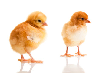 Little chicken animal isolated on white