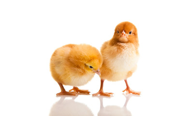 Little chicken animal isolated on white