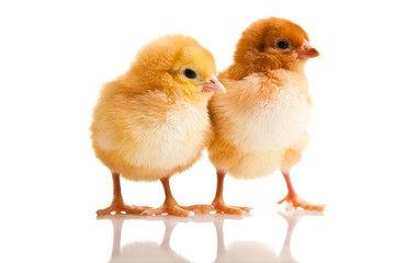 Little chicken animal isolated on white