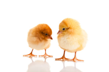 Little chicken animal isolated on white