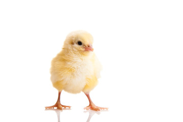 Little chicken animal isolated on white