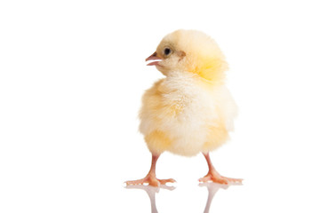 Little chicken animal isolated on white