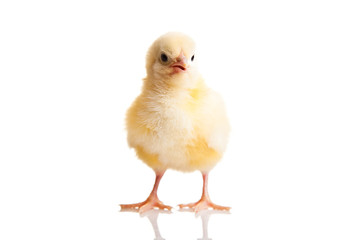 Little chicken animal isolated on white