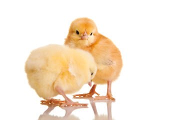 Obraz premium Little chicken animal isolated on white