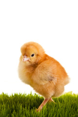 Easter eggs and chickens on green grass on white isolated backgr