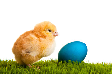 Easter eggs and chickens on green grass on white isolated backgr