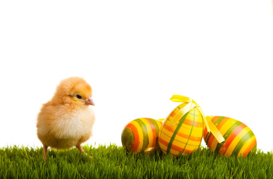 Easter eggs and chickens on green grass on white isolated backgr