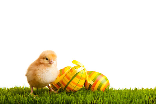 Easter eggs and chickens on green grass on white isolated backgr