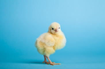 Easter eggs and chickens on blue background