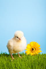 Easter eggs and chickens on green grass on blue background