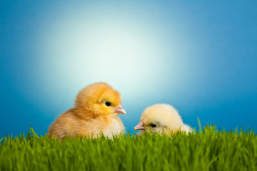 Easter eggs and chickens on green grass on blue background