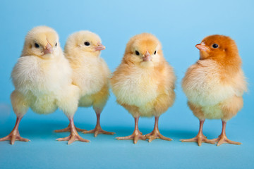 Easter eggs and chickens on blue background