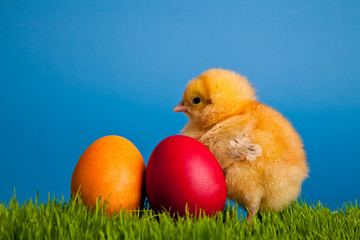 Easter eggs and chickens on green grass on blue background