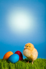 Easter eggs and chickens on green grass on blue background