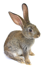 Happy New Year of rabbit