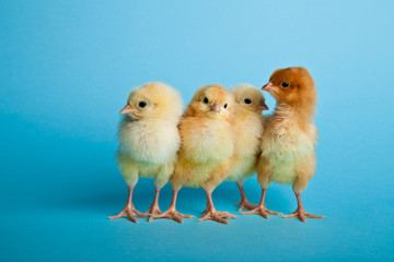 Easter eggs and chickens on blue background