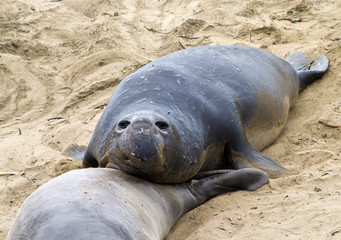 sea lions at the beach