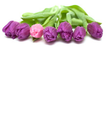 7 purple and one pink tulips with droplets isolated