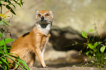 yellow mongoose