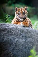 Fotobehang Meloen Schattige Sumatraanse tijgerwelp