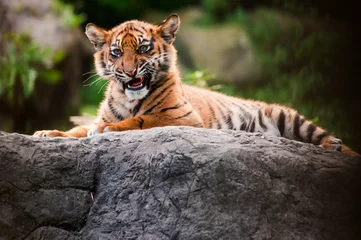Papier Peint photo Lavable Tigre Mignon petit tigre de Sumatra