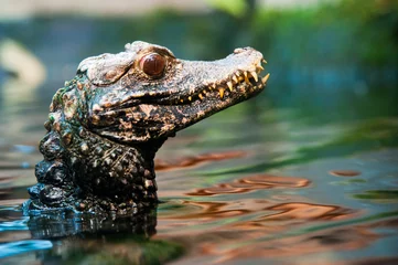 Photo sur Aluminium Crocodile Cuvier's dwarf caiman