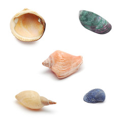 shells