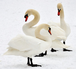 Schwan Trio