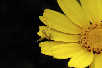 araign&eacute;e jaune sur fleur jaune