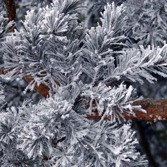 Winterzweig