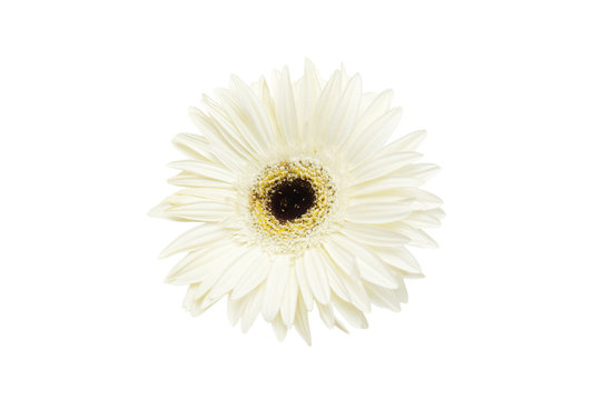 Fototapeta White flower Gerbera