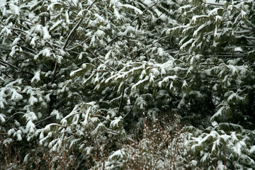 Snow covered pine tree