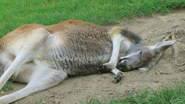 Kangaroo Sleeping And Scratching