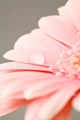 Gerbera flower