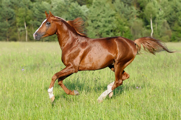 chestnut horse runs gallop