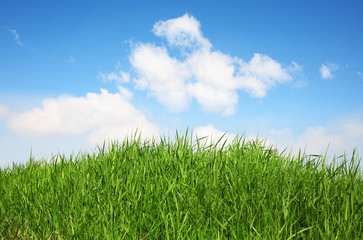 Obraz na płótnie Canvas green grass on a sky background