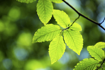 green leaves