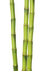 Fototapeta na wymiar green bamboo