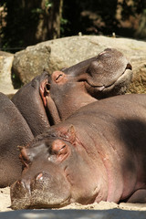 Hippo's sleeping