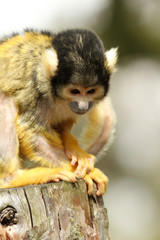Black capped squirrel monkey