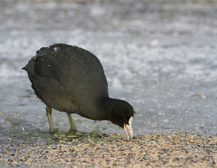 Common Coot on the ice