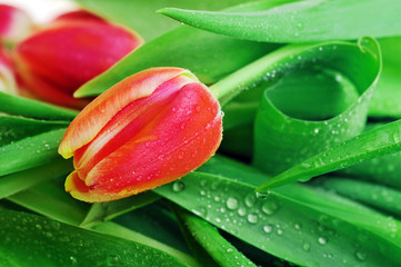 Naklejka premium tulip and many leaves