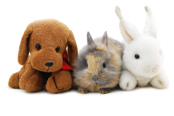 small rabbit and toys
