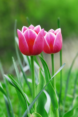 red tulips