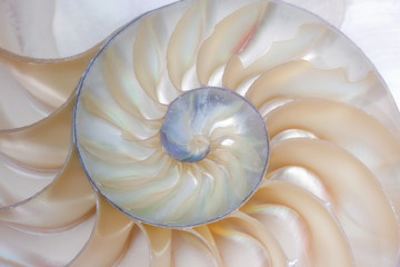 Fototapeta premium Nautilus